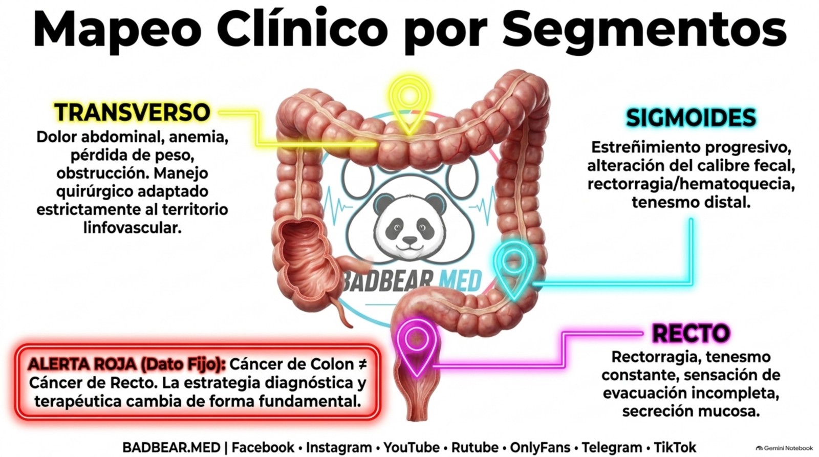 Esquema anatómico extraído del PDF aportado, página 6. Orienta la localización de los segmentos; la extensión de resección depende del territorio vascular y del caso, no del dibujo por sí solo.